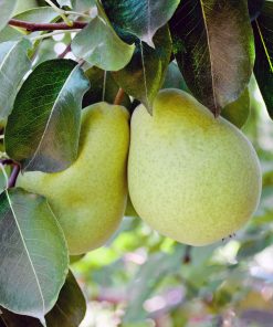 fresh pear fruit used to produce WYLD Pear Gummies