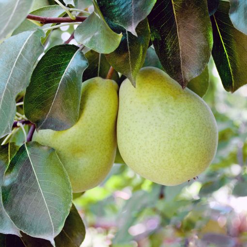 fresh pear fruit used to produce WYLD Pear Gummies