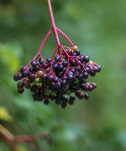 fresh elderberry fruits used in the production of WYLD Elderberry Gummies