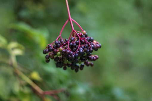 fresh elderberry fruits used in the production of WYLD Elderberry Gummies
