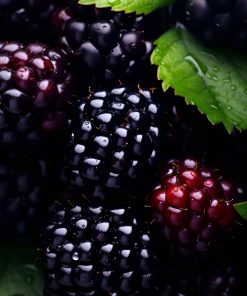 fresh marionberry fruits used to produce WYLD Marionberry Gummies