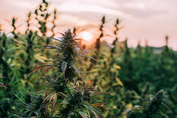 Herbal Cannabis Plants from where the best of the cannabis is extracted to produce the wyld gummies