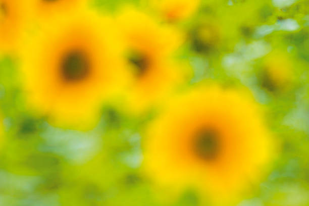 blurry sunflower image, wyld cbn gummies
