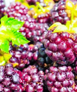 Fresh boysenberry fruits used in the production of WYLD Boysenberry Gummies