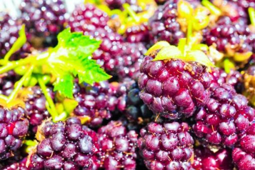 Fresh boysenberry fruits used in the production of WYLD Boysenberry Gummies