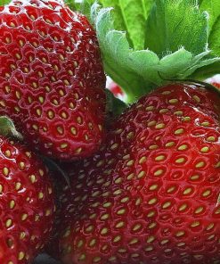 fresh strawberry fruits used in producing WYLD Strawberry Gummies