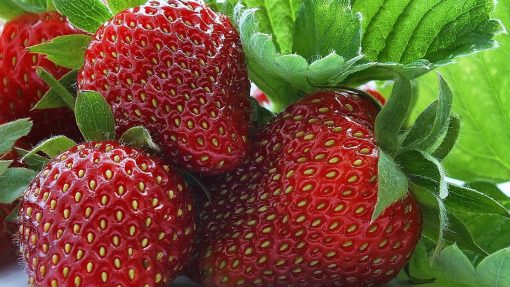 fresh strawberry fruits used in producing WYLD Strawberry Gummies