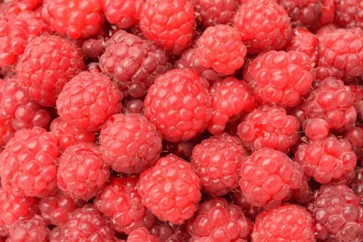 Fresh raspberry fruits used in the production of wyld raspberry gummies