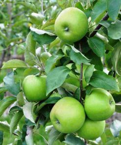 Fresh apple fruits used in the production of WYLD Sour Apple Gummies